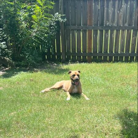 PERRO PERDIDO (College Station)63839342855809120