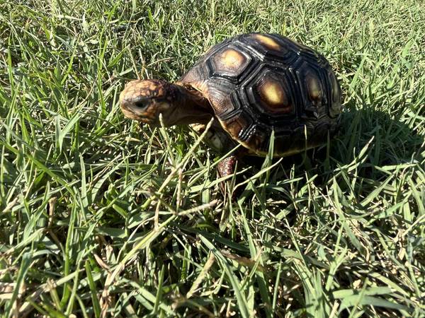 Red Foot Tortoise63976604412034120
