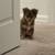 Yorkie Pomeranian mix 3 thumbnail