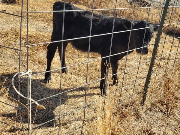 Calf 1