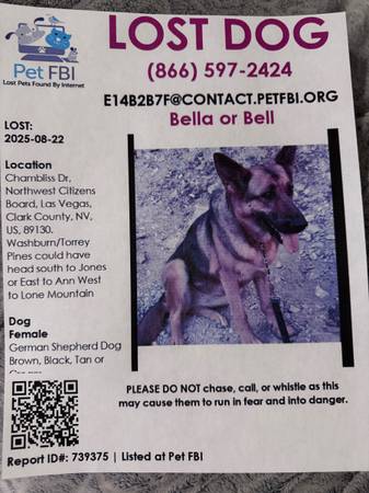 Hembra perdida, gran pastor alemán llamada Bella con microchip (NW)63907298489091121