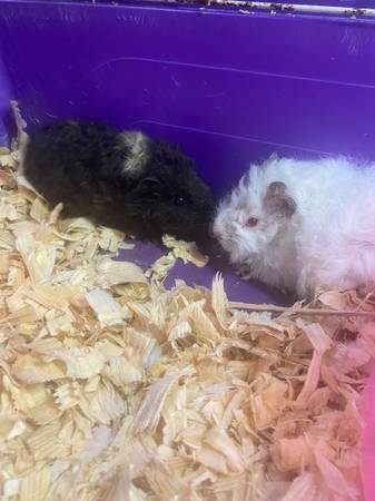 Wooly pigs 1