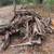 Lightered, Fatwood stumps 1 thumbnail