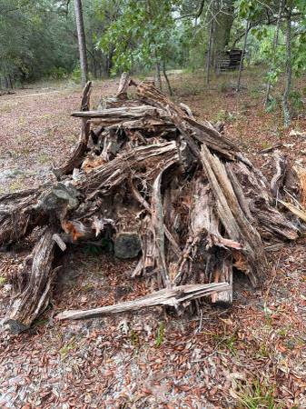Lightered, Fatwood stumps 1