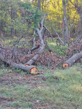 Free firewood