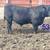 Registered Angus Bulls 2 thumbnail
