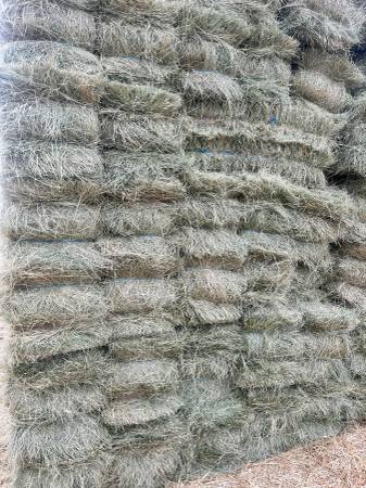 Teff hay 1