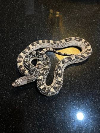 Pine snake, Durango Mt King, Corn snake 1