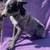 Full Blooded Heelers 3 thumbnail