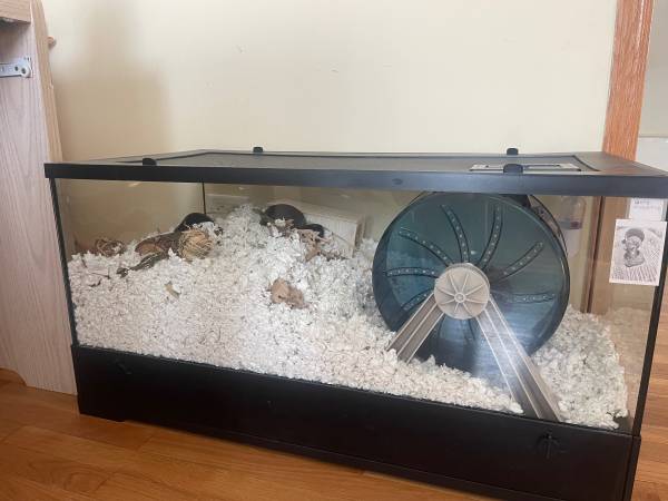 Hamster (Des Plaines)63918925051522122