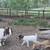 Registered fullblood Boer Goats 10 thumbnail