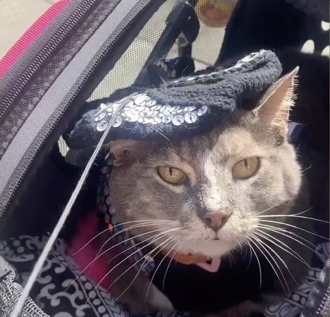 1 on 1 pet care (dog walk &/or cat &/or dog visit) local references (sunset / parkside)63909865839362124