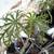 Coral Plant "Jatropha Multifida Coral Plant" 2 thumbnail