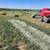 SMALL SQUARES Beardless Wheat Hay $11.00 2 thumbnail
