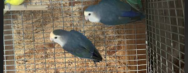 Love birds 1