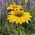 Perennials - Sun and Shade - Available til mid-October 10 thumbnail