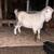 Chivos, goats 1 thumbnail