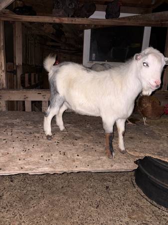 Chivos, goats 1