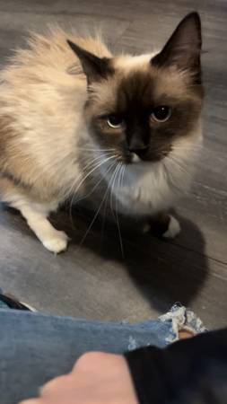 Gato muñeco de trapo (Sioux Falls)63843454698497122