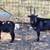 Nigerian Dwarf goats- 2 babies, 1 nanny, 3 bucks 9 thumbnail