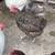 CHICKENS!!!! 4 thumbnail