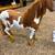 Our generation horse srable wth 3 horses and accessories 7 thumbnail