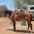 SWEET Trail gelding 4 thumbnail