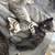 Free kittens 5 thumbnail