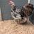 Bantam Cochins 2 thumbnail
