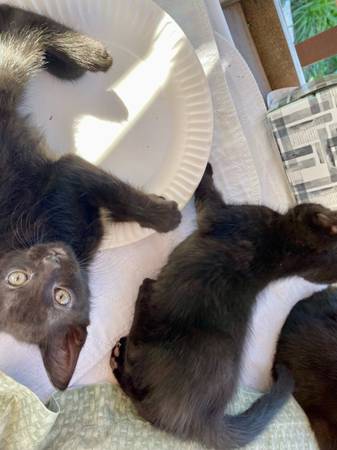 Kittens (Spanaway)63874561370883123
