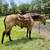 QH Buckskin Gelding 1 thumbnail