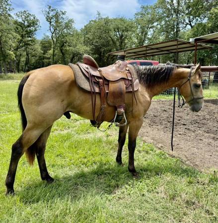 QH Buckskin Gelding 1