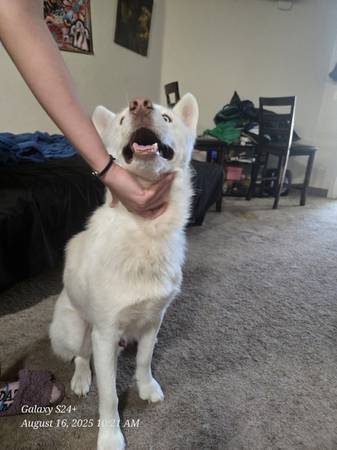 2 year old husky (Woodinville)63853559088515121