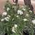 Beautiful Lush Oleander 7 thumbnail