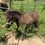 Miniature colt 1 thumbnail