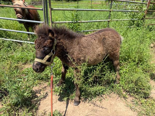 Miniature colt 1