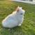 Lion head bunny 2 thumbnail