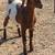 Dapple Boer Doeling 2 thumbnail