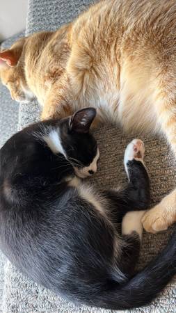Neutered Male cat and kitten