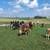 Feeder calves 1 thumbnail