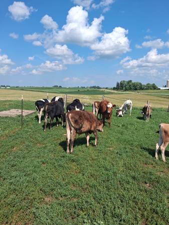 Feeder calves 1