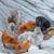 Chicks 13 thumbnail