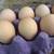 10 Jersey Giant Heritage Chicken HATCHING EGGS 3 thumbnail