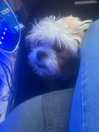Free shitzu (Indian wells)63686534359937120