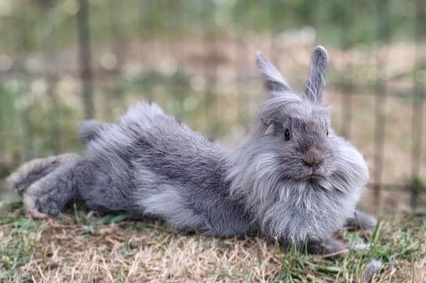 Farm/pet rehoming (Arlington)63688936078465124