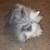 Lionhead red and white rabbits, bunny 6 thumbnail