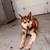 Brown and white husky needs a home! 1 thumbnail