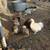 Silkie and naked neck chickens and baby Chicks  $10.00 6 thumbnail