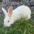 New Zealand/Flemish Giant bunny rabbits 3 thumbnail