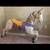 1900's carousel horse 1 thumbnail